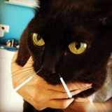 acupuntura em gato com cinomose Catete