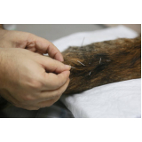 acupuntura em gato idoso preço Cidade Nova