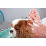 acupuntura para cachorro marcar Queimados