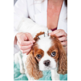 acupuntura para cachorro Centro