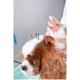 acupuntura para cães com bico de papagaio marcar Vidigal