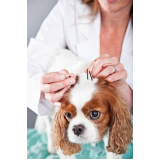 acupuntura para cães com bico de papagaio Paquetá