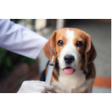 aplicação de vacina contra leishmaniose para cães Cosme Velho