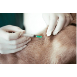 aplicação de vacina da gripe para animais Laranjeiras