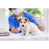 aplicação de vacina para animais de estimação Caju
