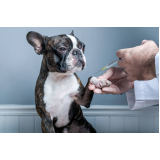 aplicação de vacinação com vacinas importadas para animais Lapa