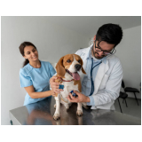 cardiologia para cachorro Catumbi