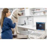 cardiologia para cães Vidigal