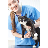 cardiologia para gatos Queimados
