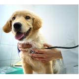 cardiologista de cães Recreio