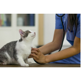 Cardiologista para Gatos