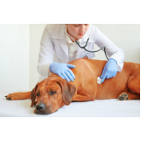 cardiologista para animais domestico contato Lapa