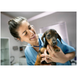 cardiologista para cães Queimados