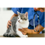 cardiologista para gato telefone Estácio