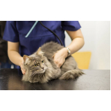 cardiologista para gatos Barra