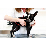 cardiologista para pet Resende