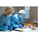 cirurgia castração animal agendar Laranjeiras
