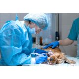 cirurgia de castração cachorro macho Estácio