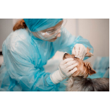 cirurgia de castração de cachorro Macaé