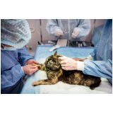 cirurgia de castração de gata fêmea Catumbi
