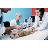 cirurgia de castração de gata Gamboa