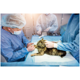 cirurgia de castração de gatas Centro