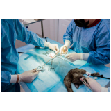 cirurgia de castração de gato macho Santo Cristo