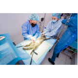 cirurgia de castração gata fêmea Urca