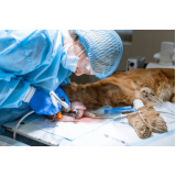 cirurgia em cachorro idoso Nilópolis