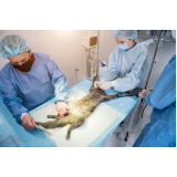 cirurgia intestinal veterinária agendar Petrópolis