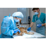 cirurgia ortopédica animal agendar Catete