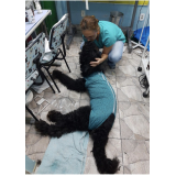 cirurgias abdominais veterinárias agendar Paquetá