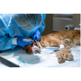 Cirurgia em Animais Catete