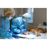 cirúrgica de cachorro Caju