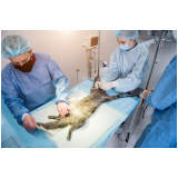 cirúrgica de gato Barra
