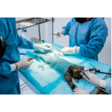 cirúrgica em cachorro marcar Lagoa