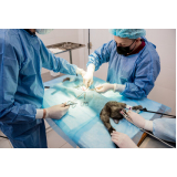 cirúrgica em gato Barra Mansa