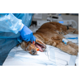 cirúrgica para cachorro marcar Queimados