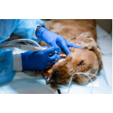 cirúrgica para cachorro Vila Isabel