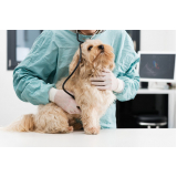 clínica de dermatologista para cachorro Catumbi