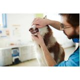 clínica de odontologia cachorro Estácio