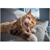 clínica de odontologia de gato Lapa