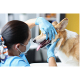 clínica de odontologia para cachorro Rio Comprido