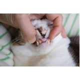 clínica de odontologia para gatos Santo Cristo