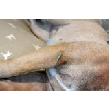 clínica especializada em acupuntura de cachorro Catumbi