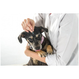 clínica especializada em acupuntura em cães com hérnia de disco Vasco da Gama