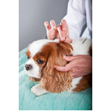 clínica especializada em acupuntura em cães idosos Centro