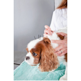 clínica especializada em acupuntura para cachorro com cinomose Catumbi