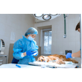 clínica especializada em cirurgia em cachorro idoso Barra do Piraí