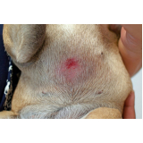 clínica especializada em dermatologia cães Magé